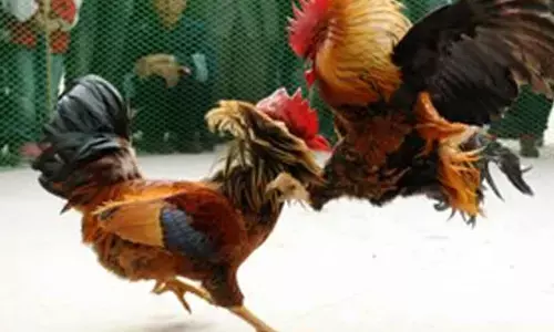 Ahead of Makar Sankranti, NGO urges citizens not to participate in cockfighting
