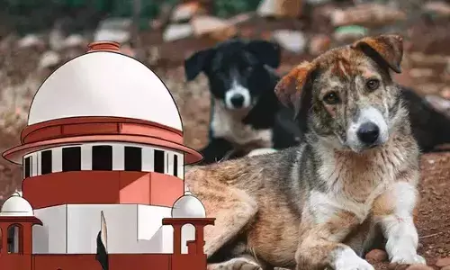 Supreme Court Signals Heavy Penalties For Dog Bite Deaths, Warns States And Feeders Of Liability