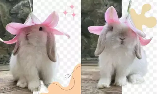 Remove Photo Backgrounds in 2026 for Clean Designs