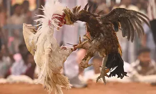 Vijayawada region emerges new hub