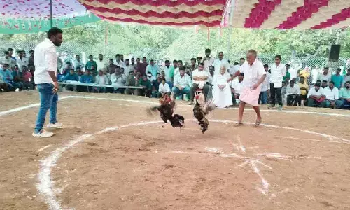 Cockfights defy ban, thrive across state during Sankranti