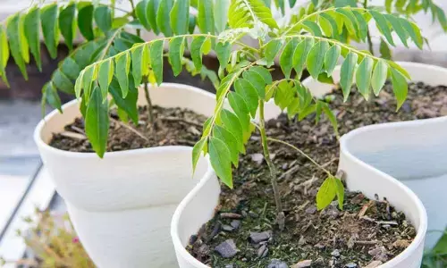 Another Delhi riots accused files bail plea in court seeking parity