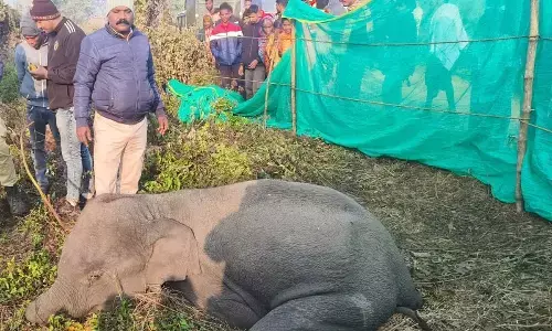 Elephant dies after ingesting crude bomb