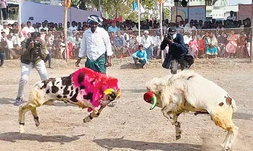 Ram fight competitions held