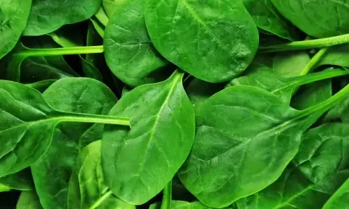 Grow Fresh Organic Spinach at Home This Winter with Simple Steps