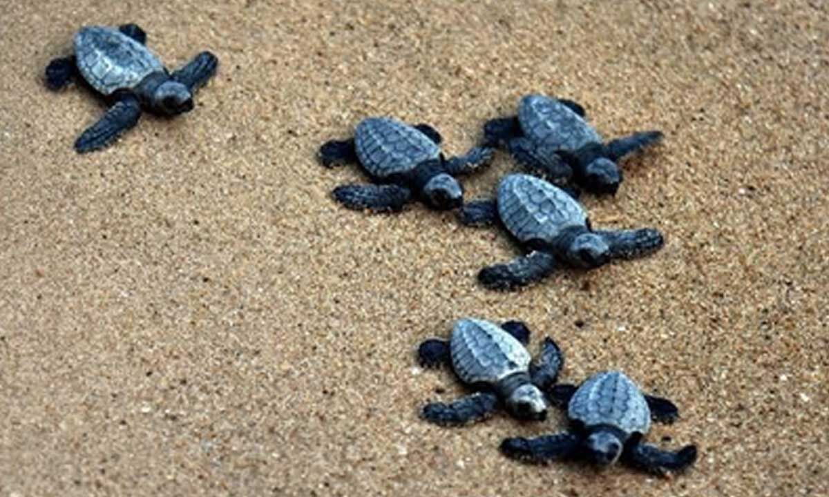Olive Ridley Turtles' nesting picks up pace along TN's coastal delta