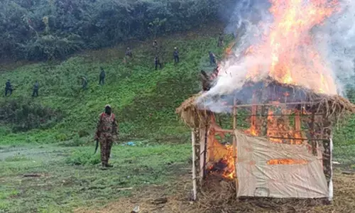 306 acres of illegal poppy cultivation destroyed in Manipur
