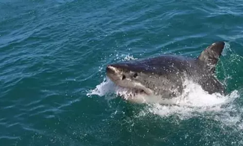 12-year-old boy bitten by shark at Sydney Harbor beach