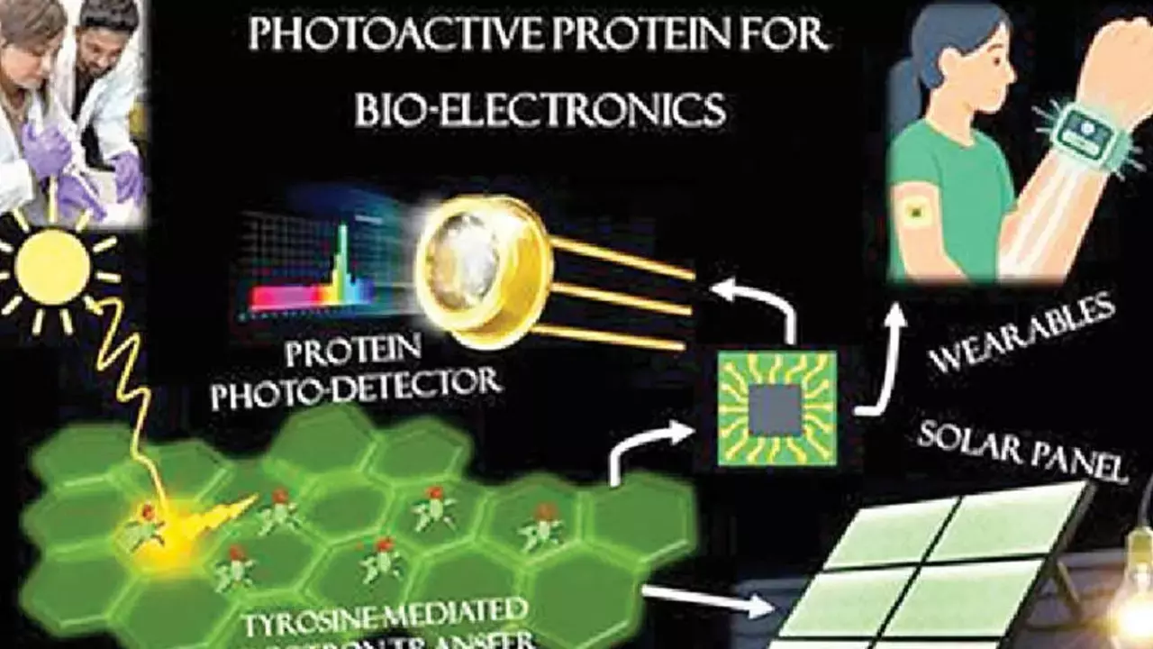 INST scientists find natural protein that can reshape future of electronic materials