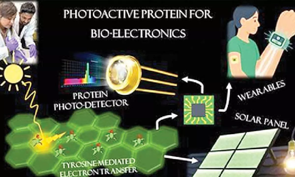 INST scientists find natural protein that can reshape future of electronic materials INST scientists find natural protein that can reshape future of electronic materials