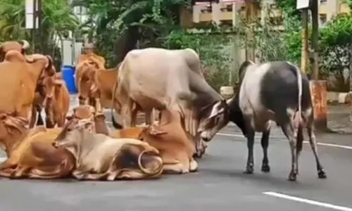 Gujarat govt to use CCTV cameras, AI to identify stray cattle and trace owners