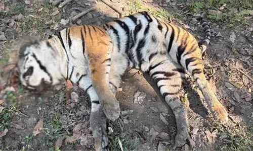 Second tiger carcass found in Kaziranga National Park within five days