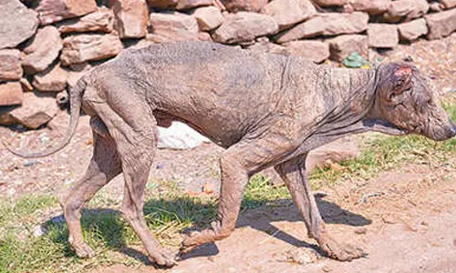 Unchecked mange outbreak among street dogs triggers health alarm in Bhupalpalli