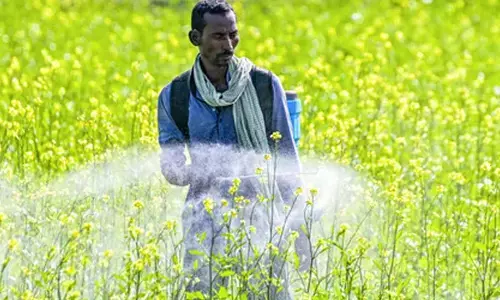 Area sown under rabi crop surges by 20.88 lakh hectares