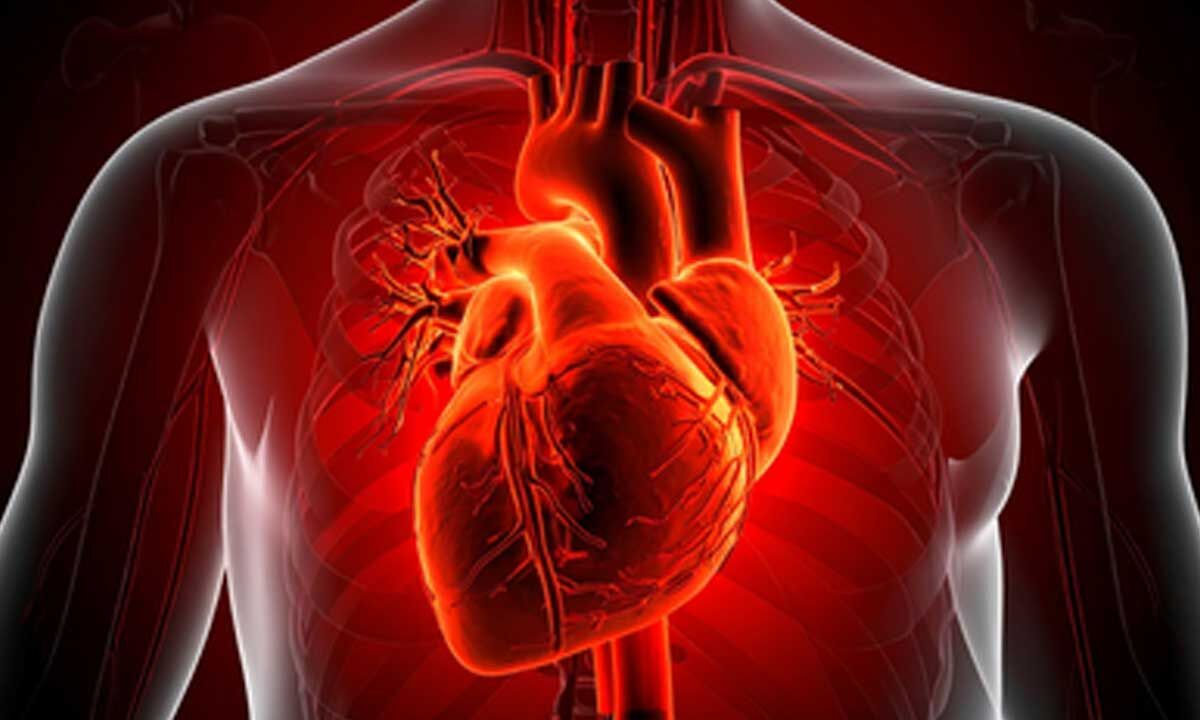 Human heart regrows muscle cells after heart attack: Study