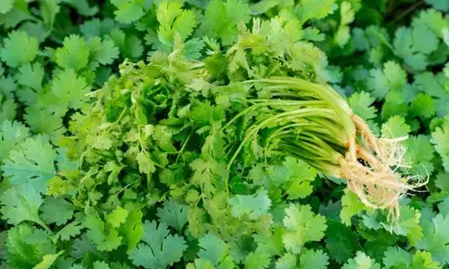 Grow Fresh Coriander at Home in Simple Steps
