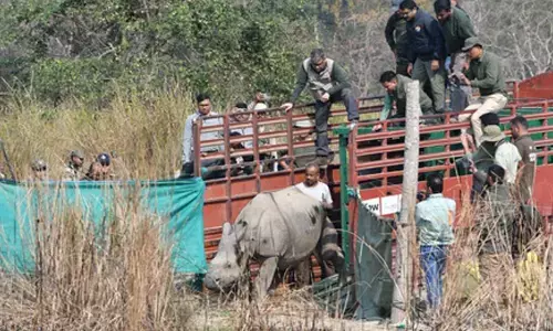 CWRC rescues over 7,300 animals in Kaziranga since 2002; two rehabilitated rhinos translocated