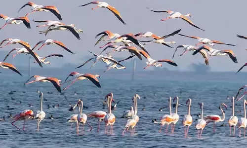 Slight rise in avian visitors to Chilika