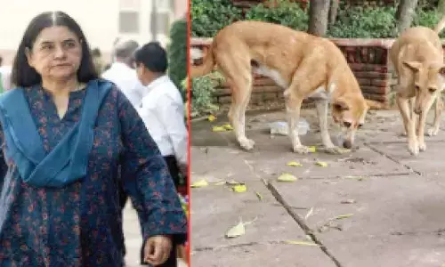 SC irked by Maneka’s criticism of its order in stray dog case
