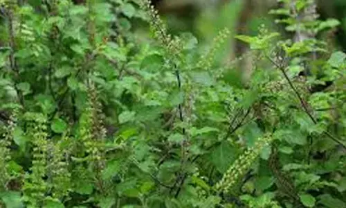 Winter Care Tips to Revive a Drying Tulsi Plant Naturally