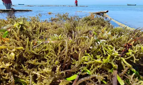 Kochi Expo: India charts course to become global seaweed powerhouse