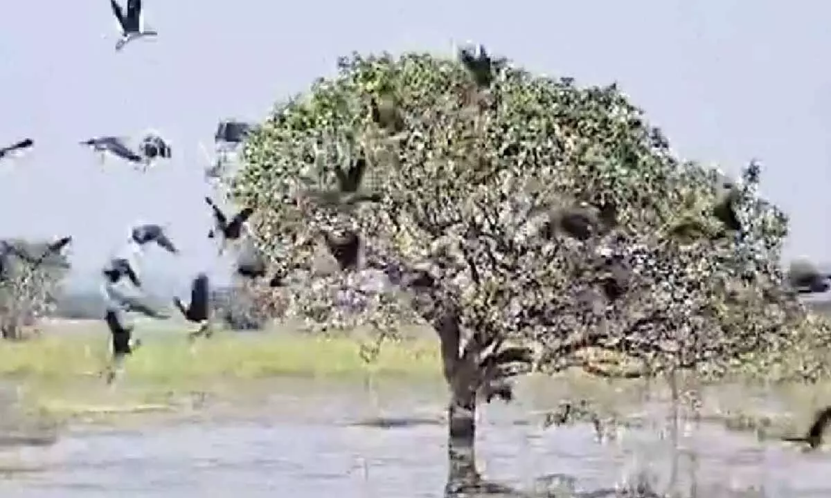 4.21 lakh migratory birds flock to Hirakud 4.21 lakh migratory birds flock to Hirakud