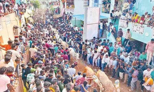 Deferred village bull sport draws huge crowd in Rangampeta