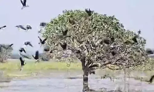 4.21 lakh migratory birds flock to Hirakud