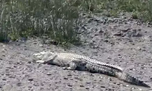 Bhitarkanika now home to 1,858 estuarine crocodiles Bhitarkanika now home to 1,858 estuarine crocodiles