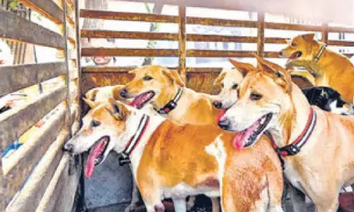 MCD to allocate Rs 10 cr for dog shelters in budget