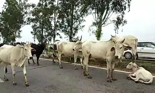 MP: Herd of cows killed after train runs over in Bhind