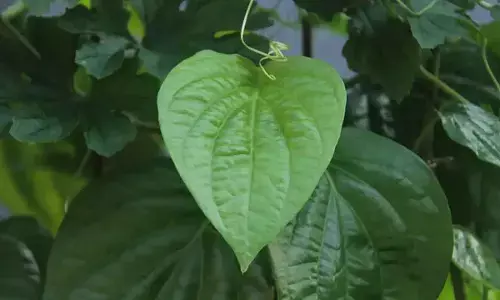Can Betel Leaves Boost Digestion and Cut Health Costs? Experts Urge Caution Alongside Benefits Can Betel Leaves Boost Digestion and Cut Health Costs? Experts Urge Caution Alongside Benefits
