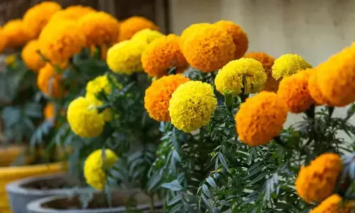Grow Marigolds in Pots Easily This Winter