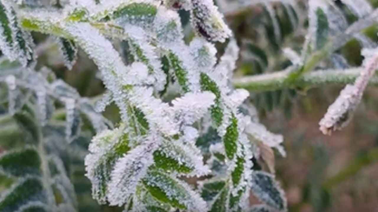 Cold wave intensifies in Rajasthan, Lunkaransar dips to near-freezing 0.3 degrees C