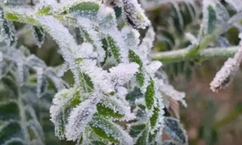 Cold wave intensifies in Rajasthan, Lunkaransar dips to near-freezing 0.3 degrees C