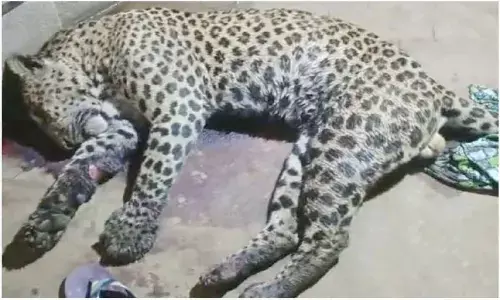 Man kills leopard in self-defence
