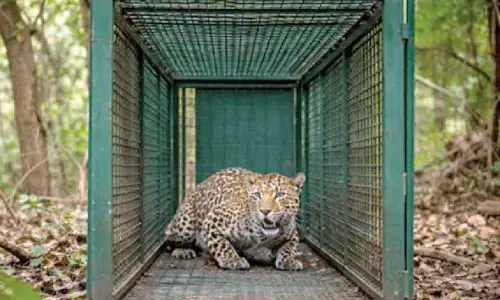 Leopard involved in fatal attack on pilgrim at hill shrine captured