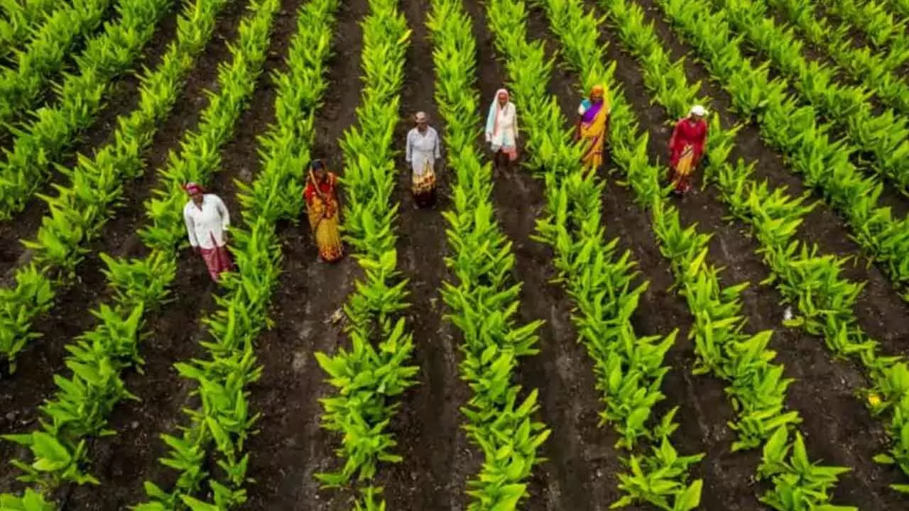 Agriculture Marketing Dept issues quality guidelines for turmeric farmers Agriculture Marketing Dept issues quality guidelines for turmeric farmers