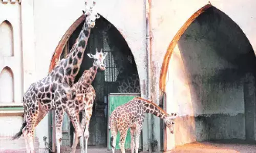Zoo set for extensive overhaul