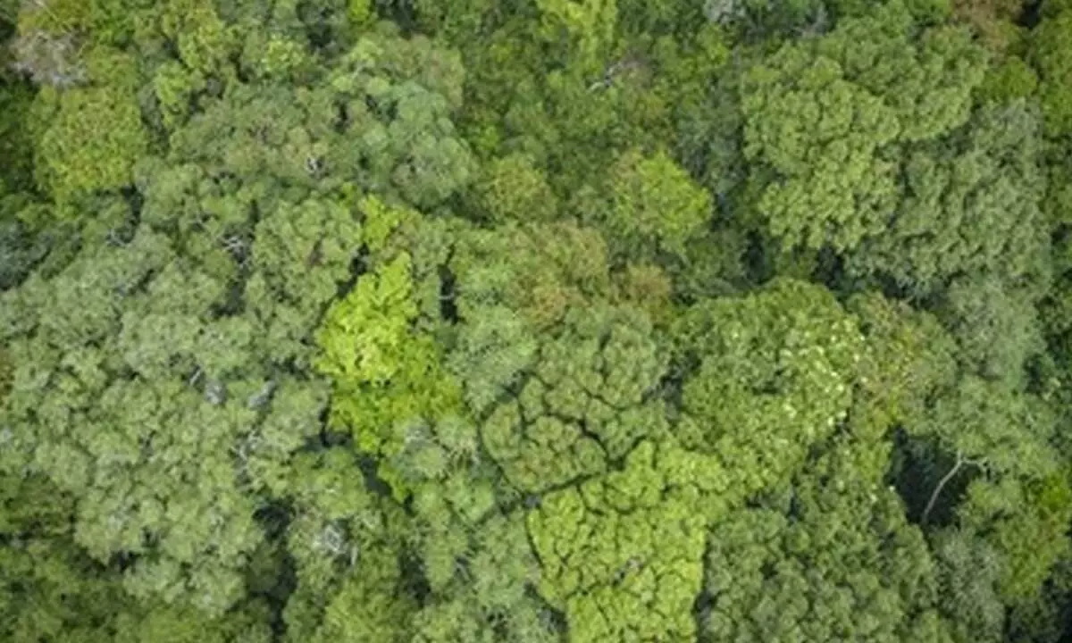 राष्ट्रीय जैव विविधता प्राधिकरण ने बीएमसी के साथ 17 लाख रुपये का लाभ साझा किया।