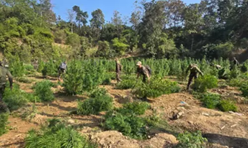 Over 1.45 lakh ganja plants worth Rs 14.5 crore destroyed in Tripura