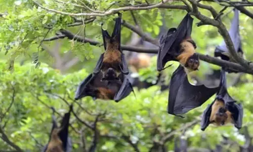 WHO monitoring Nipah cases in India, rules out travel curbs