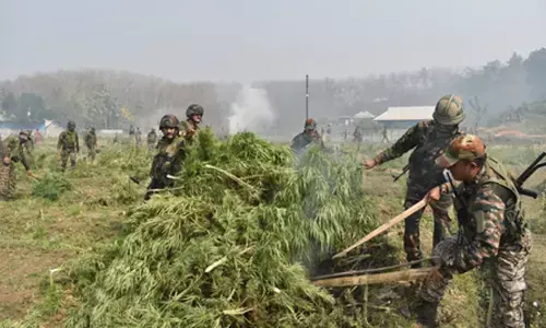 Over 1.8 lakh more marijuana plants valued at Rs 27 crore destroyed in Tripura