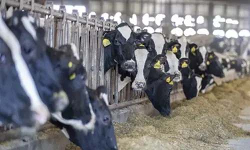 Bihar: Avian influenza confirmed in Darbhanga, high alert sounded