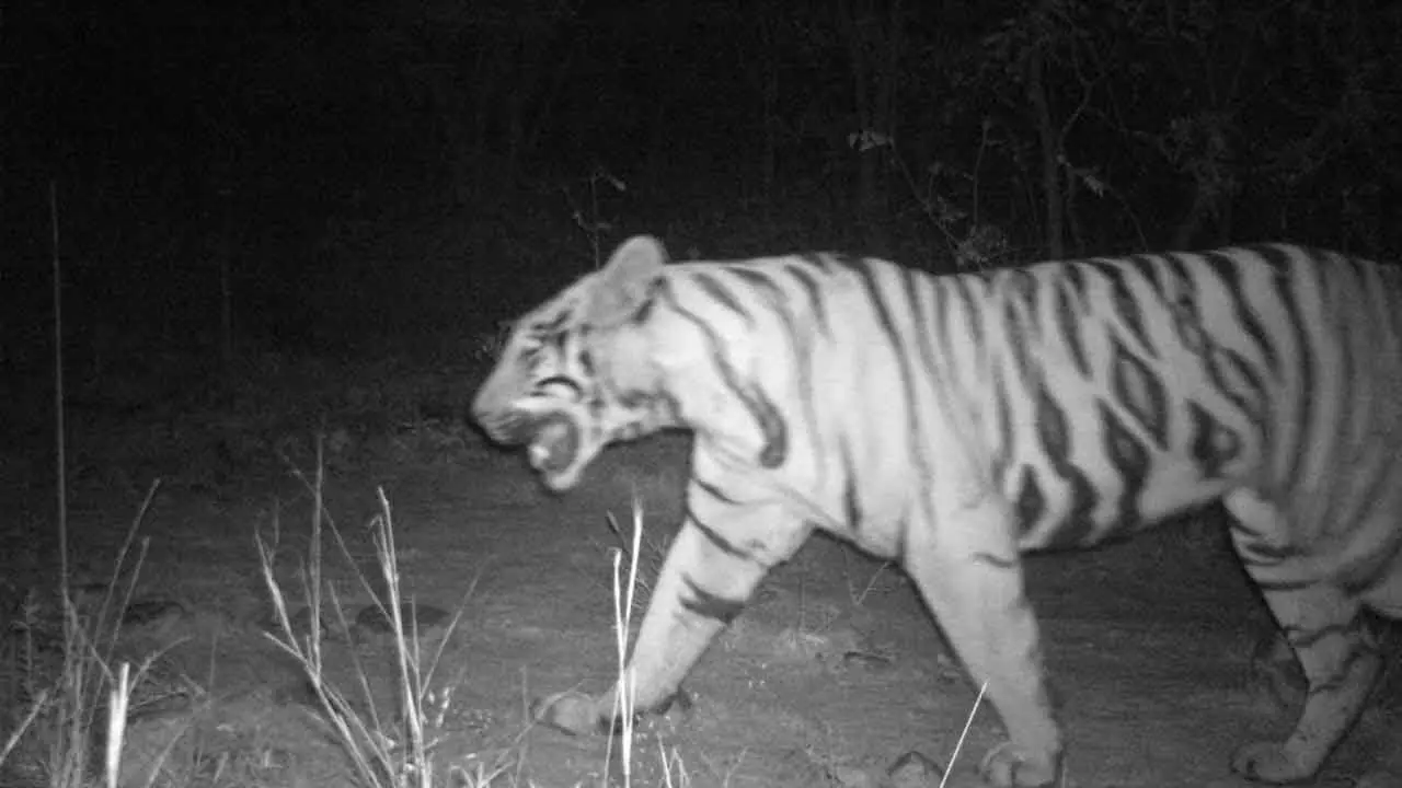 Representational Image Representational Image