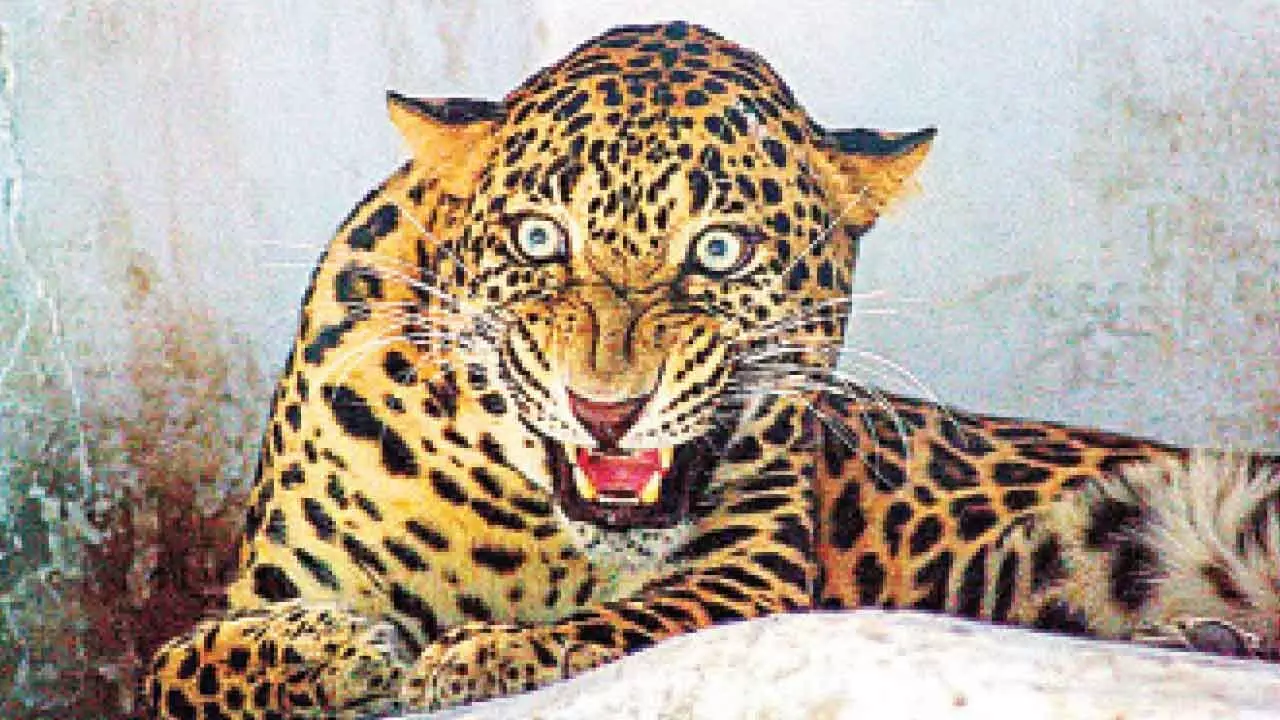 4-yr-old girl killed in leopard attack 4-yr-old girl killed in leopard attack