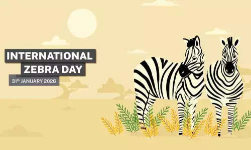 International Zebra Day 2026: Fascinating Facts That Reveal Why Zebras Are Africa’s Most Striking Survivors International Zebra Day 2026: Fascinating Facts That Reveal Why Zebras Are Africa’s Most Striking Survivors