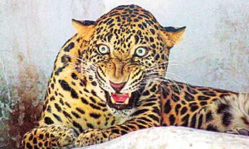 4-yr-old girl killed in leopard attack 4-yr-old girl killed in leopard attack