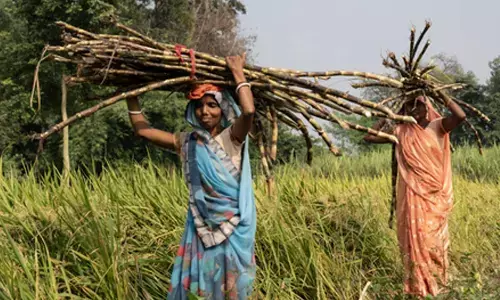 TN: Rising labour costs push sugarcane farmers to brink​