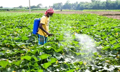 Centre cracks down to curb diversion, misuse of fertilisers in crop season